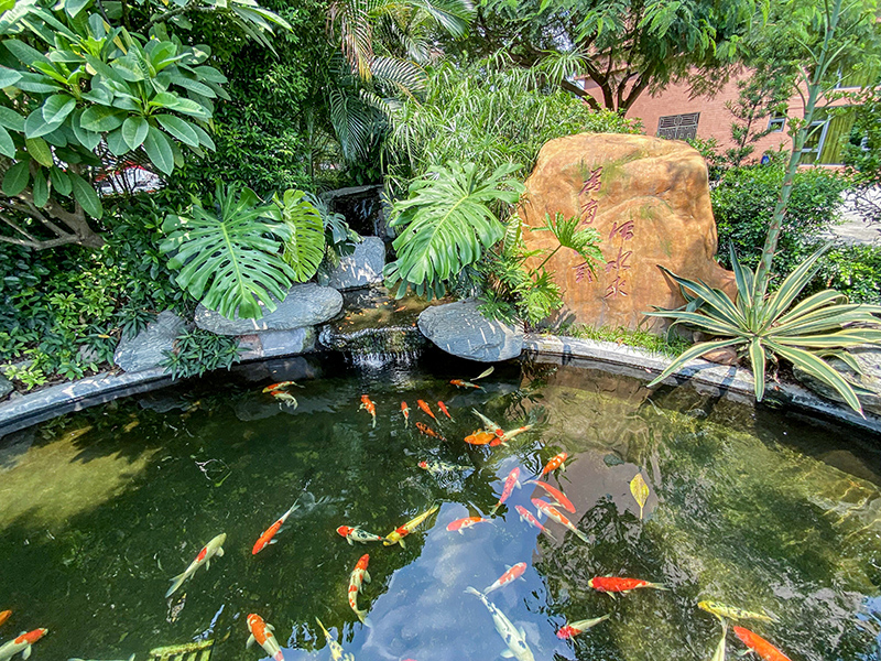學(xué)校魚池