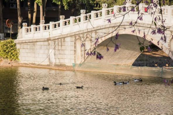 學(xué)校景觀——情人湖