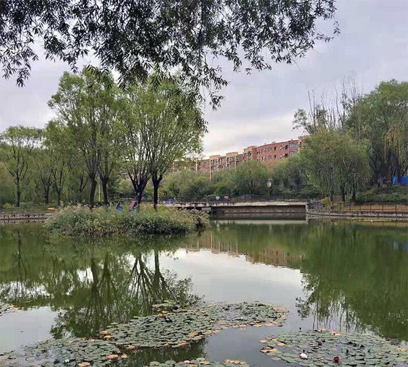 學(xué)校的湖邊